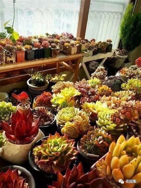 地栽多肉花园_地栽多肉花园图片欣赏_多肉地栽有什么要求