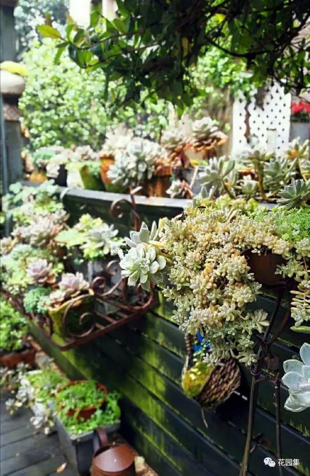 地栽多肉花园_地栽多肉花园图片欣赏_多肉地栽有什么要求