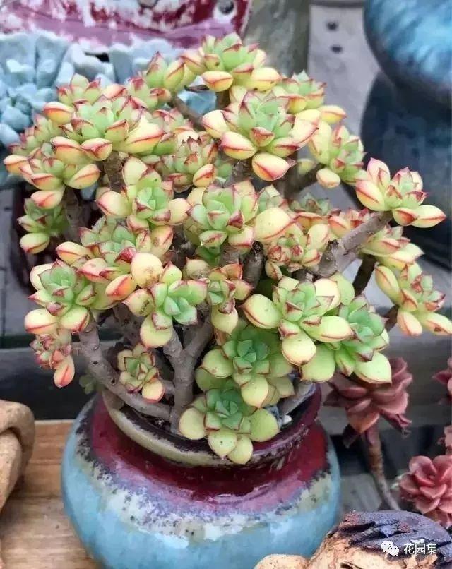 地栽多肉花园_多肉地栽有什么要求_地栽多肉花园图片欣赏