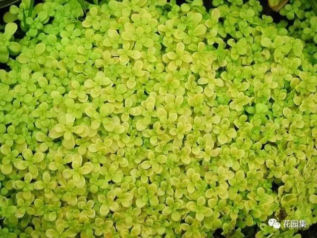 多肉地栽有什么要求_地栽多肉花园_地栽多肉花园图片欣赏