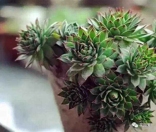 地栽多肉花园_地栽多肉花园图片欣赏_多肉地栽有什么要求