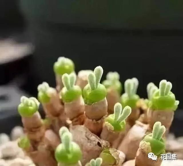 地栽多肉花园图片欣赏_多肉地栽有什么要求_地栽多肉花园