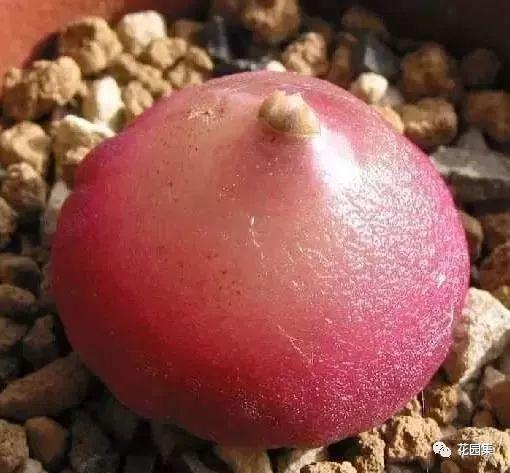 地栽多肉花园图片欣赏_多肉地栽有什么要求_地栽多肉花园