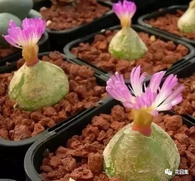 地栽多肉花园_地栽多肉花园图片欣赏_多肉地栽有什么要求