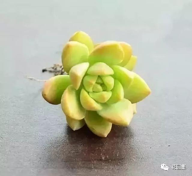 地栽多肉花园_多肉地栽有什么要求_地栽多肉花园图片欣赏
