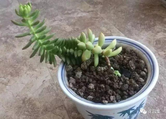 地栽多肉花园图片欣赏_多肉地栽有什么要求_地栽多肉花园
