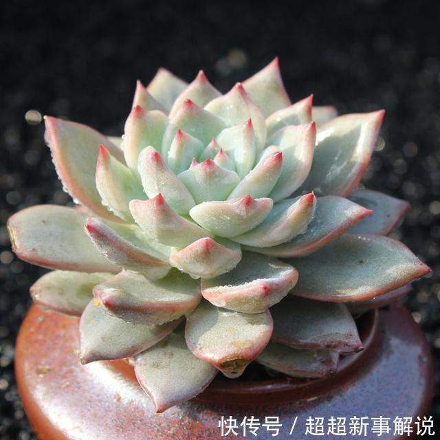 多肉花花品种_多肉花品种大全_多肉花卉品种介绍