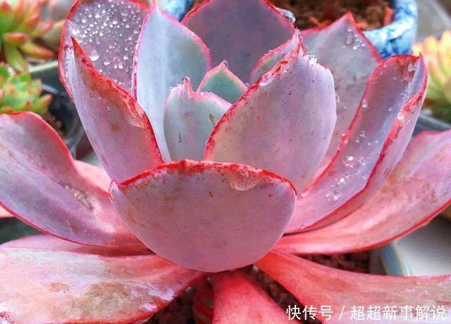 多肉花花品种_多肉花品种大全_多肉花卉品种介绍
