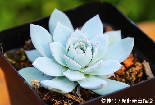 多肉花卉品种介绍_多肉花花品种_多肉花品种大全