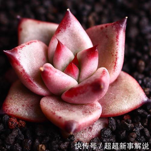 多肉花花品种_多肉花卉品种介绍_多肉花品种大全