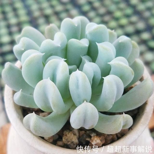 多肉花花品种_多肉花品种大全_多肉花卉品种介绍