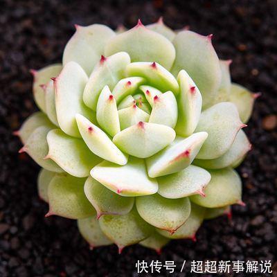 多肉花品种大全_多肉花卉品种介绍_多肉花花品种