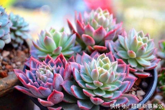 多肉花花品种_多肉花卉品种介绍_多肉花品种大全