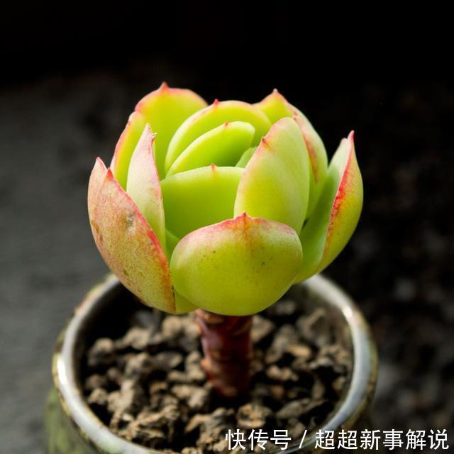 多肉花卉品种介绍_多肉花花品种_多肉花品种大全
