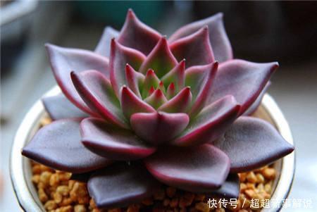 多肉花花品种_多肉花卉品种介绍_多肉花品种大全