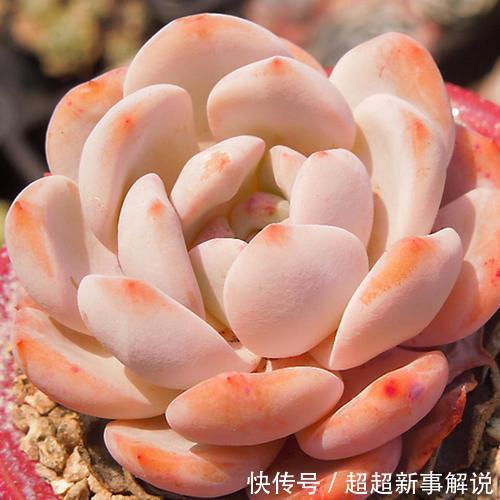 多肉花花品种_多肉花品种大全_多肉花卉品种介绍