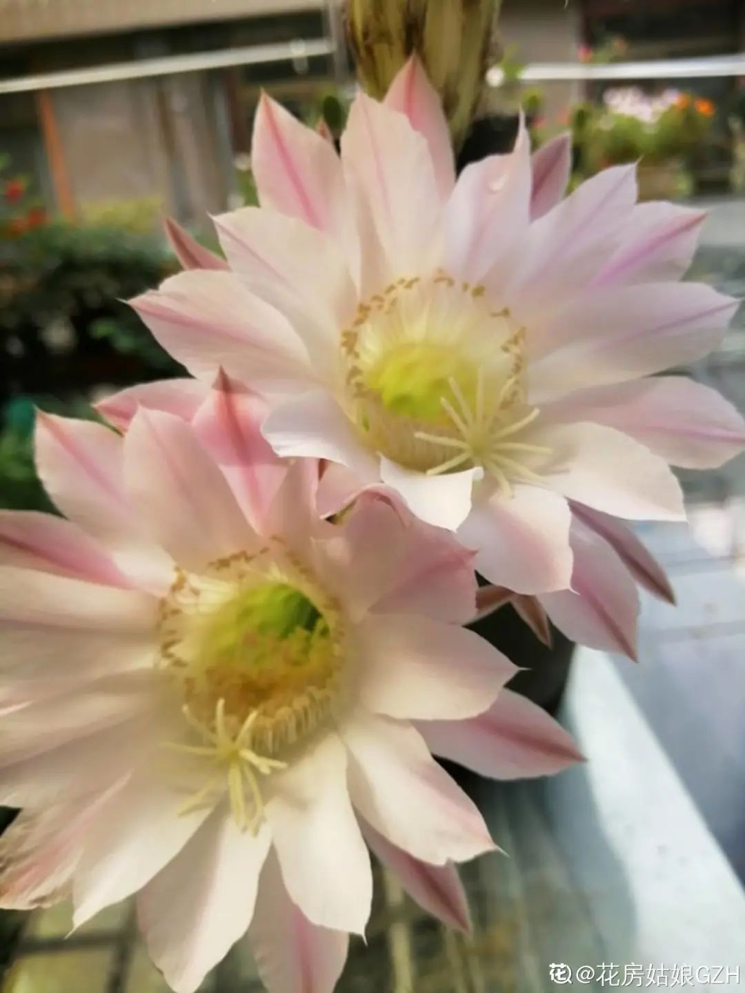 多肉花长长了怎么办_多肉长花吗_多肉花长白色的虫子怎么办