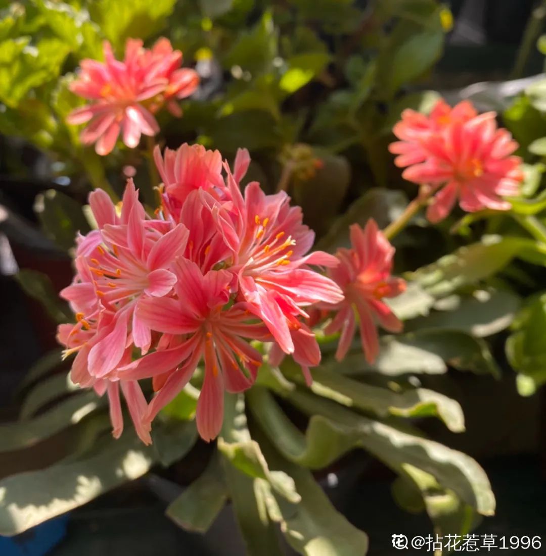 多肉长花吗_多肉花长白色的虫子怎么办_多肉花长长了怎么办
