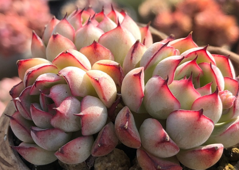 多肉花的特点是什么_多肉花卉的特点形成原因_多肉的花的特点