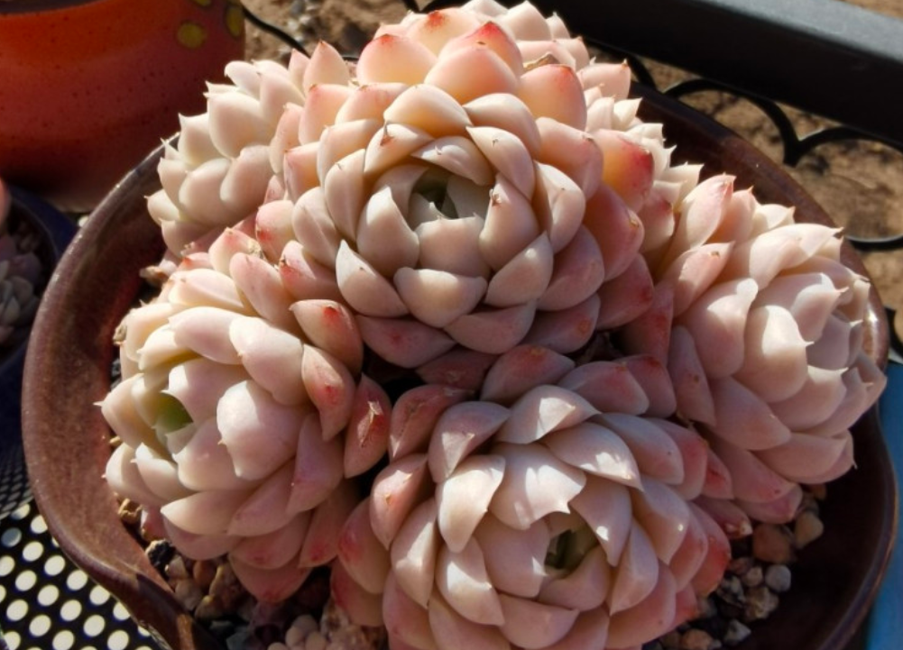 多肉花的特点是什么_多肉花卉的特点形成原因_多肉的花的特点