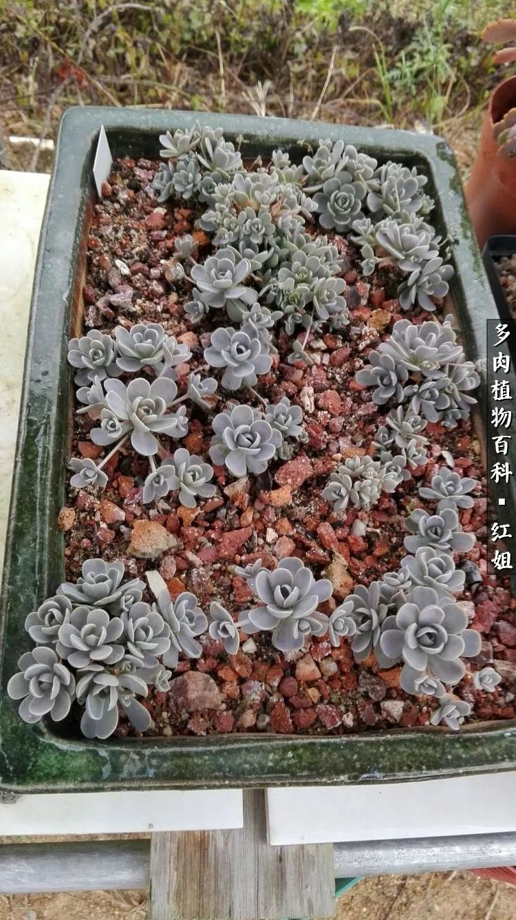 多肉子持莲华怎么浇水_子持莲华多肉_多肉子持莲花怎么养