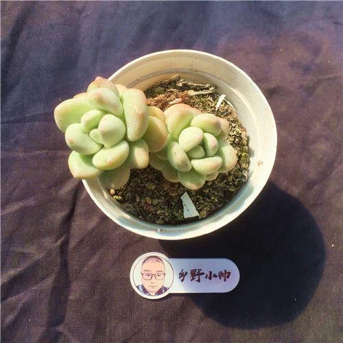 品种多肉贝瑞好养吗_贝瑞多肉品种_品种多肉贝瑞图片大全