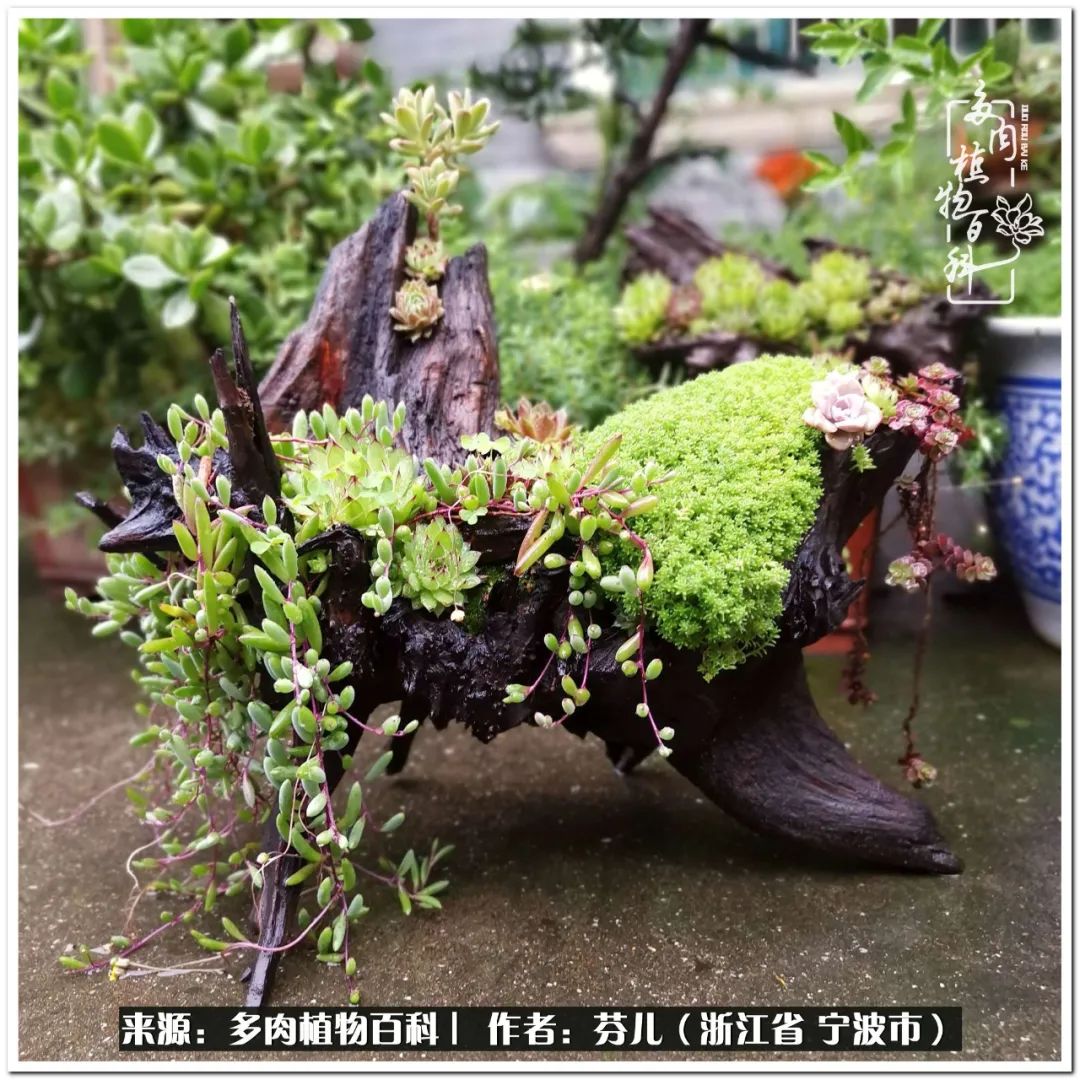 小灯笼多肉_多肉灯笼肉是什么_小灯笼多肉