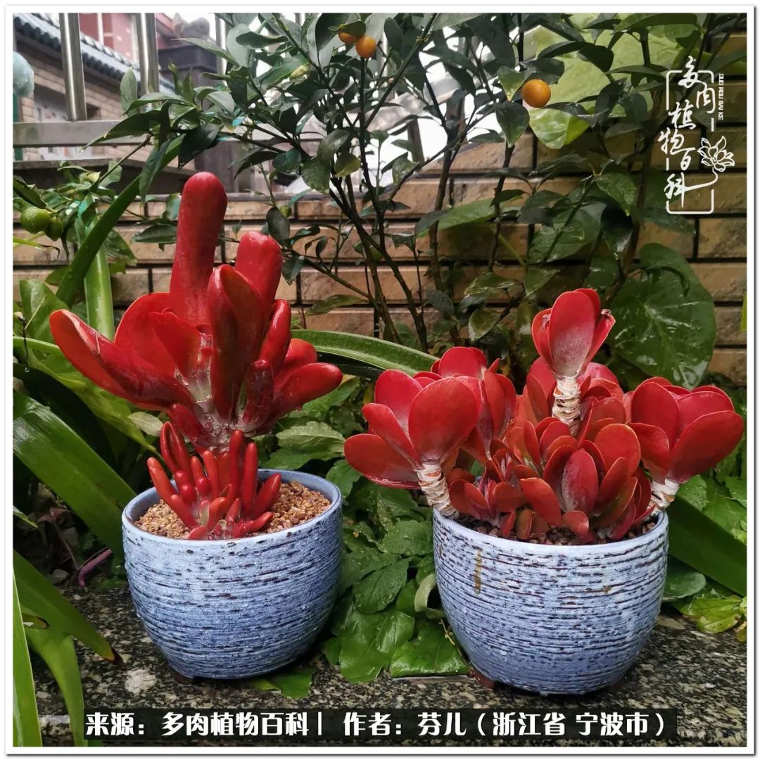多肉灯笼肉是什么_小灯笼多肉_小灯笼多肉