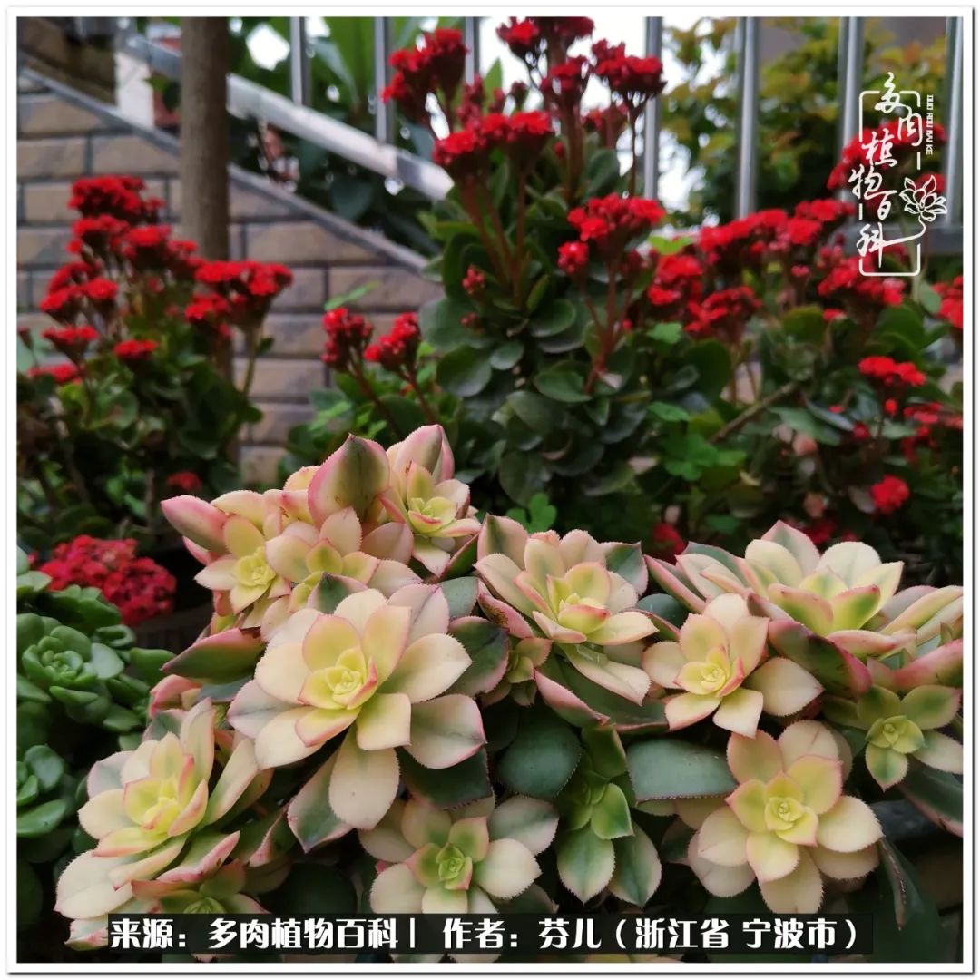 小灯笼多肉_小灯笼多肉_多肉灯笼肉是什么