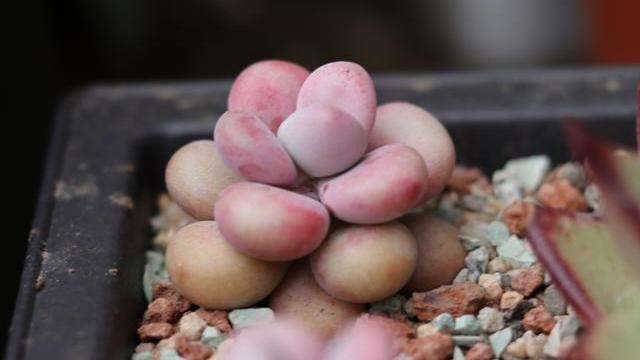 养植物土多肉好用什么肥料_养植物土多肉好用肥料吗_养多肉植物用什么土最好
