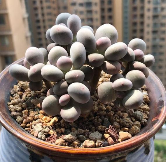 养植物土多肉好用什么肥料_养多肉植物用什么土最好_养植物土多肉好用肥料吗