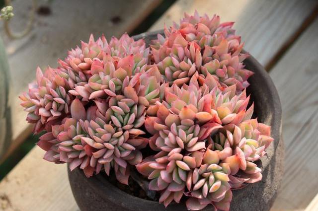 养植物土多肉好用什么肥料_养植物土多肉好用肥料吗_养多肉植物用什么土最好