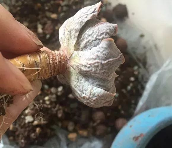 多肉上盆水浇多了怎么办_多肉上盆后怎么浇水_多肉浇水盆底一下子就漏水
