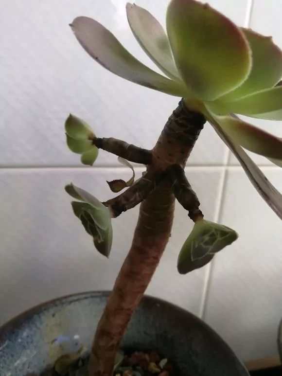 多肉上盆水浇多了怎么办_多肉上盆后怎么浇水_多肉浇水盆底一下子就漏水