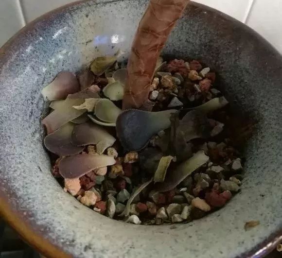 多肉上盆水浇多了怎么办_多肉上盆后怎么浇水_多肉浇水盆底一下子就漏水